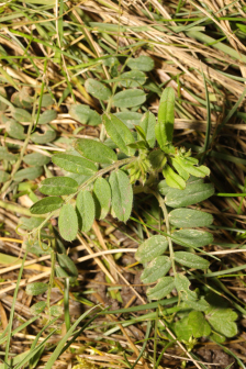 野豌豆